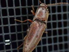 Diplostethus carolinensis