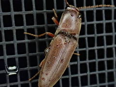 Diplostethus carolinensis
