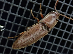 Diplostethus carolinensis