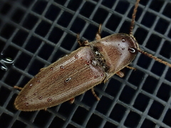 Diplostethus carolinensis