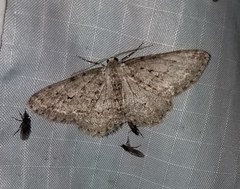 Ectropis crepuscularia