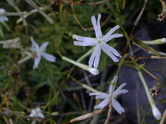 Silene fissipetala
