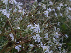 Silene fissipetala
