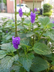 Stachytarpheta urticifolia