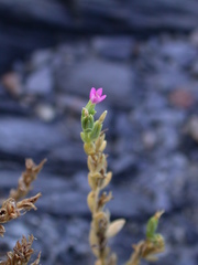 Centaurium japonicum