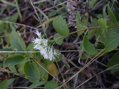 Eupatorium hualienense