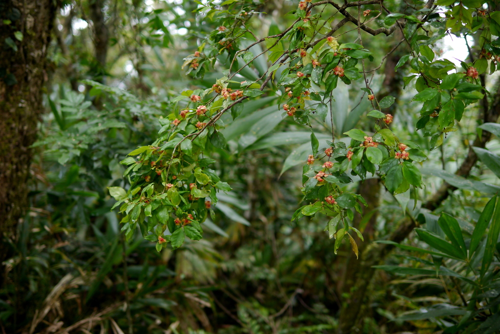 Euonymus tashiroi