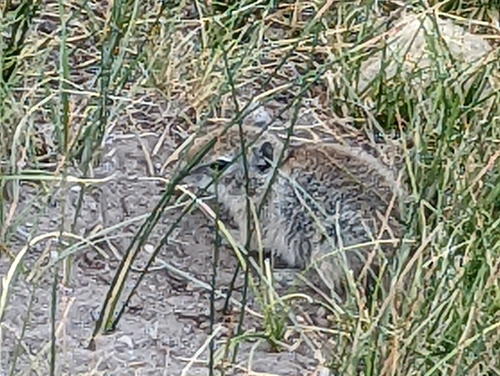 Belding's Ground Squirrel (Urocitellus beldingi), a species recorded in Oregon