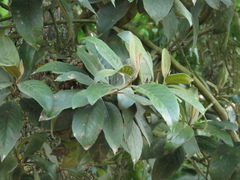 Critoniopsis bogotana