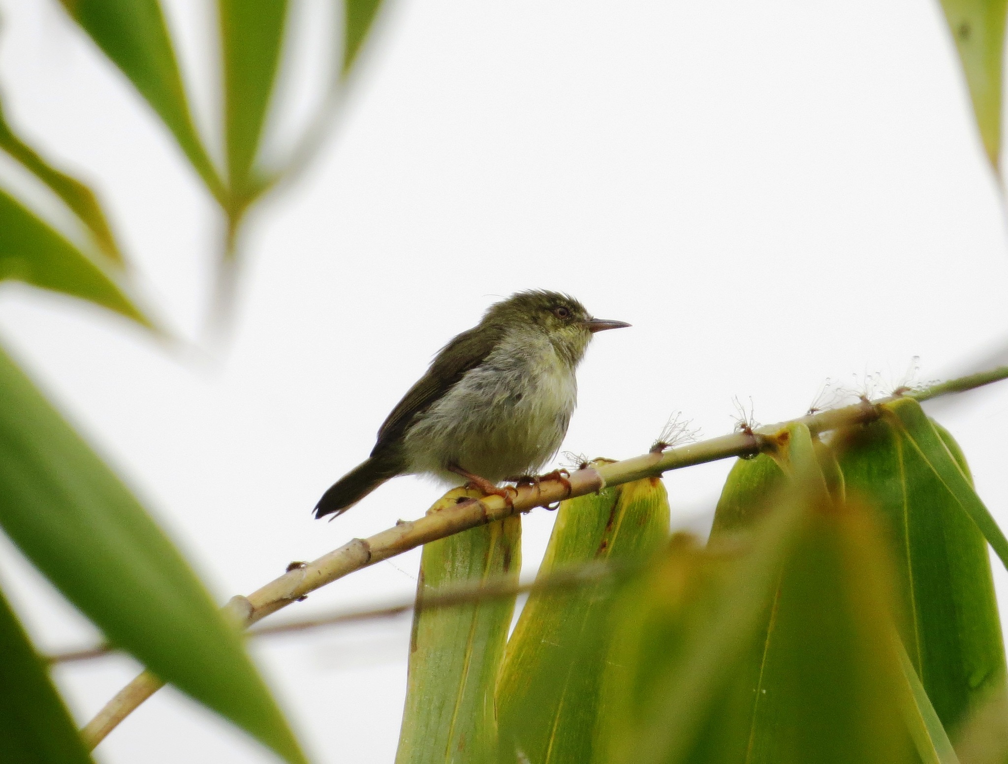 Green Jery (Neomixis viridis), photo 4