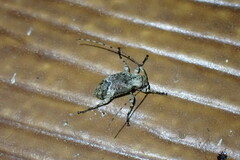 Leptostylus transversus