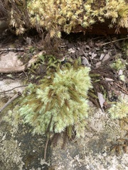 Leucobryum javense