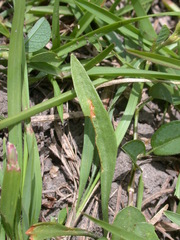Ophioglossum thermale