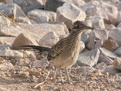 Geococcyx californianus