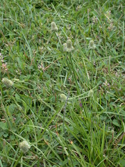 Cyperus sesquiflorus cylindricus