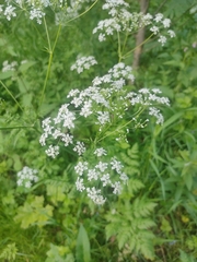 Anthriscus sylvestris