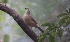 Colluricincla rufogaster rufogaster