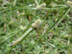 Cyperus sesquiflorus cylindricus