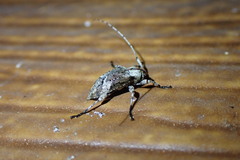 Leptostylus transversus