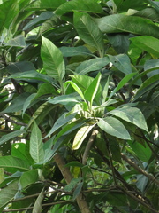 Verbesina arborea