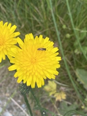 Andrena