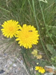 Andrena