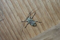 Leptostylus transversus