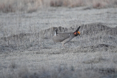 Tympanuchus pallidicinctus