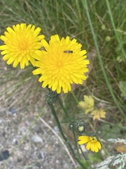 Andrena