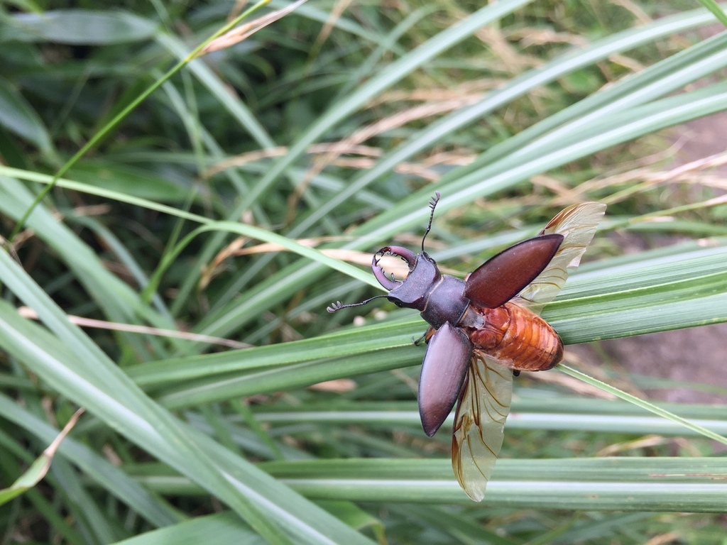 Lucanus datunensis