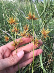 Cyperus oxylepis