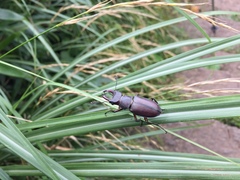 Lucanus datunensis