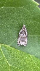 Olethreutes connectum