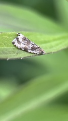 Olethreutes connectum