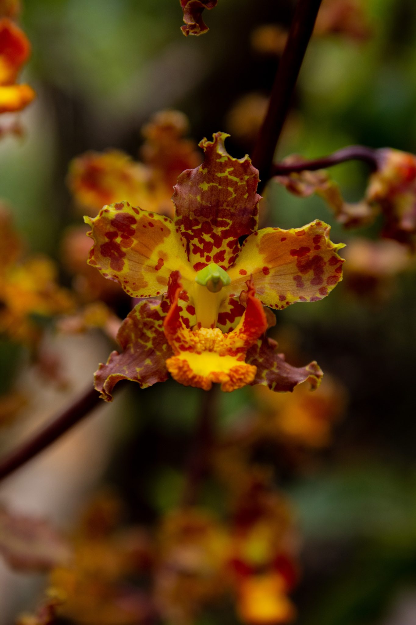 Cyrtopodium macrobulbon (Lex.) Lex.