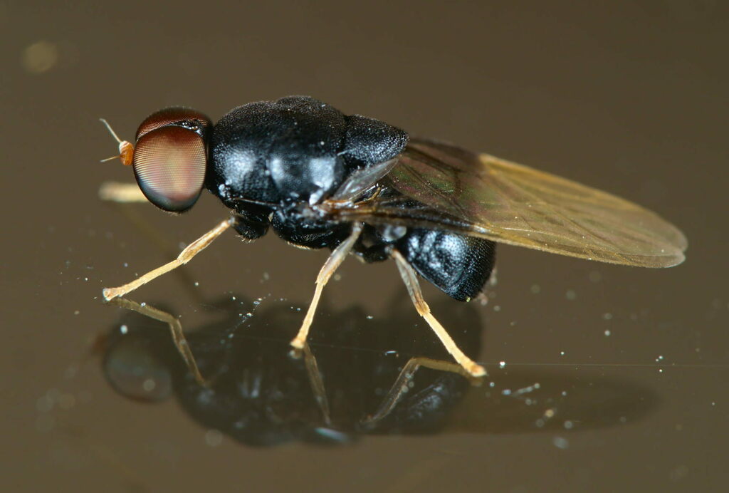 Scarce Black