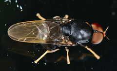 Eupachygaster tarsalis