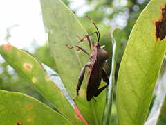 Pseudomictis distinctus