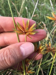 Cyperus oxylepis
