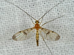 Macrocera phalerata