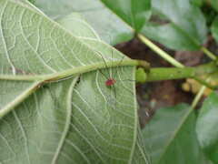 Pseudogagrella splendens
