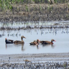 Anas fulvigula maculosa