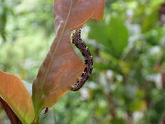 Plesiomorpha flaviceps