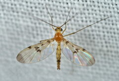 Macrocera phalerata