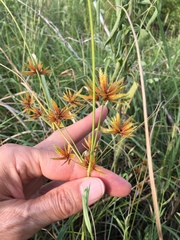Cyperus oxylepis