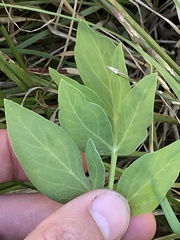 Lomatium nudicaule
