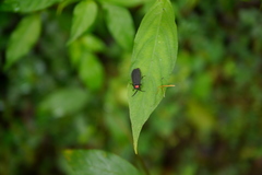 Pyrocoelia formosana