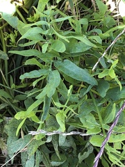 Lomatium nudicaule