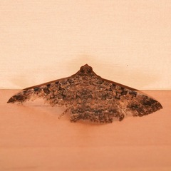 Polydesma boarmoides