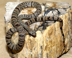 Lampropeltis alterna